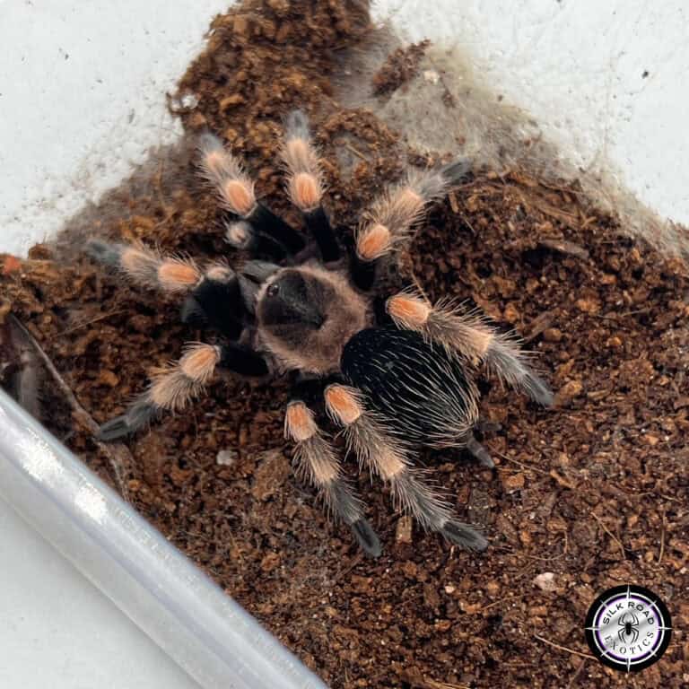 The Truth About Tarantulas: 10 Common Myths Finally Debunked