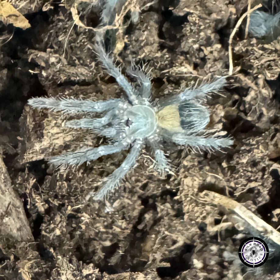 IMG_2507 Curly Hair Tarantula (Tliltocatl albopilosa) - cb baby - Image 1
