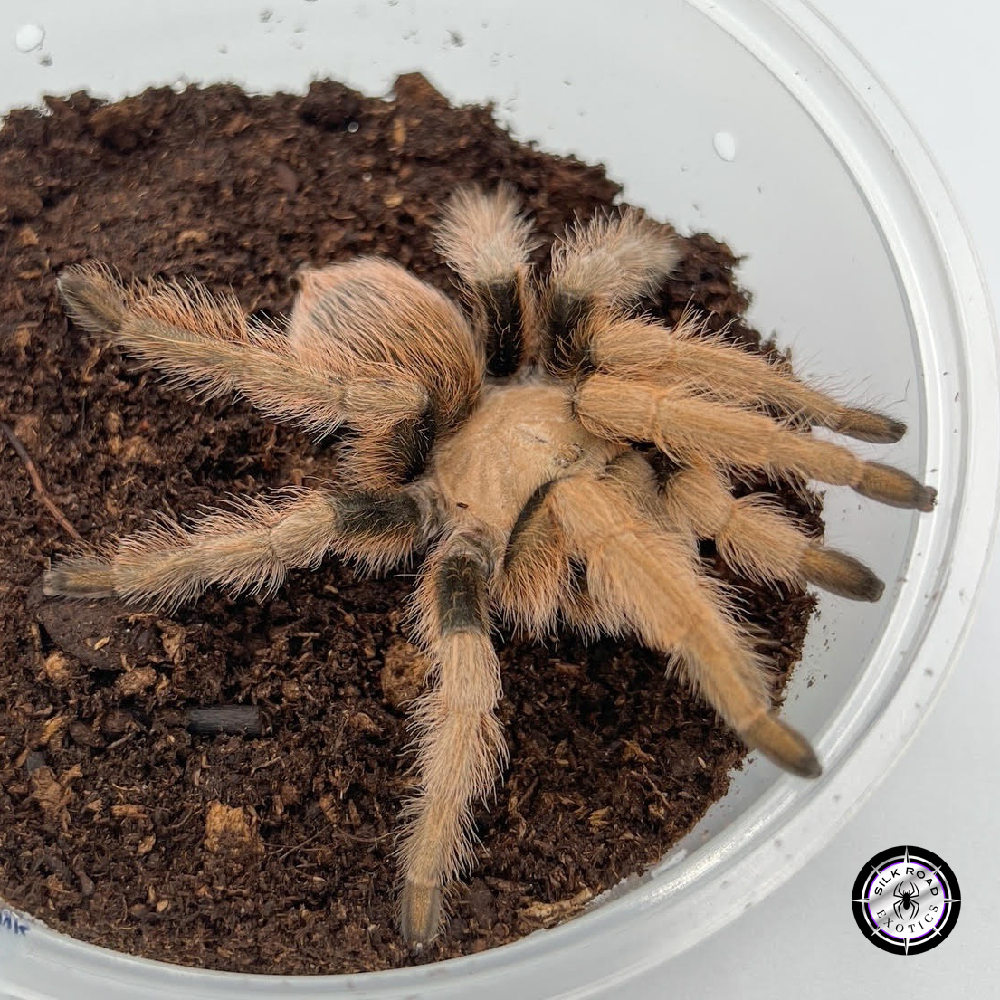 az-blonde Arizona Blonde Tarantula (Aphonopelma chalcodes) - juvenile to adult - Image 1
