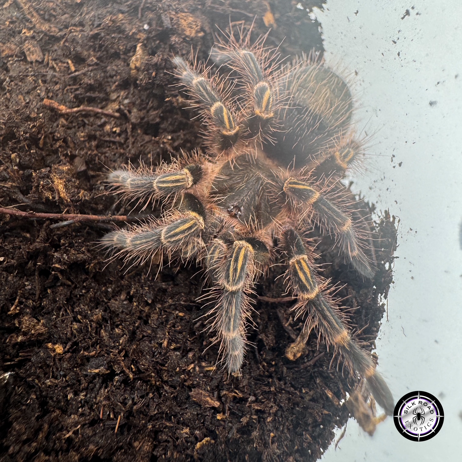 chaco-gold-knee Chaco Golden Knee Tarantula (Grammostola pulchripes) - 1.5 to 2.5 inch - Image 1