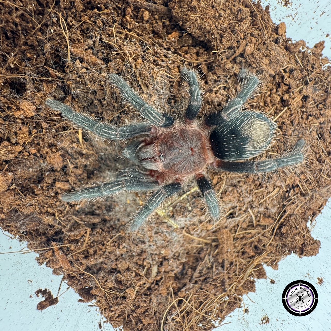 cobalt-red-rump Cobalt Red Rump Tarantula (Thrixopelma cyaneolum sp blue) - 1 to 2 inch - Image 1