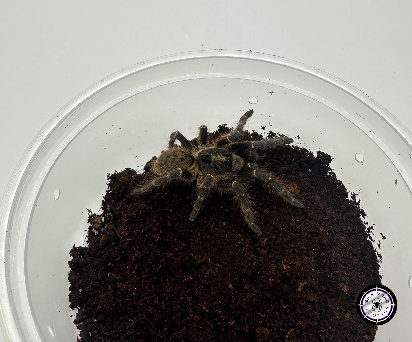 rear-horned-baboon Rear Horn Baboon Tarantula (Ceratogyrus darlingi) - 2 to 3 inch - Live Arrival - Image 1