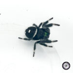 Regal Jumping Spider (Phidippus regius) - baby to adult - Live Arrival