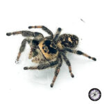Regal Jumping Spider (Phidippus regius) - baby to adult - Live Arrival - Image 2