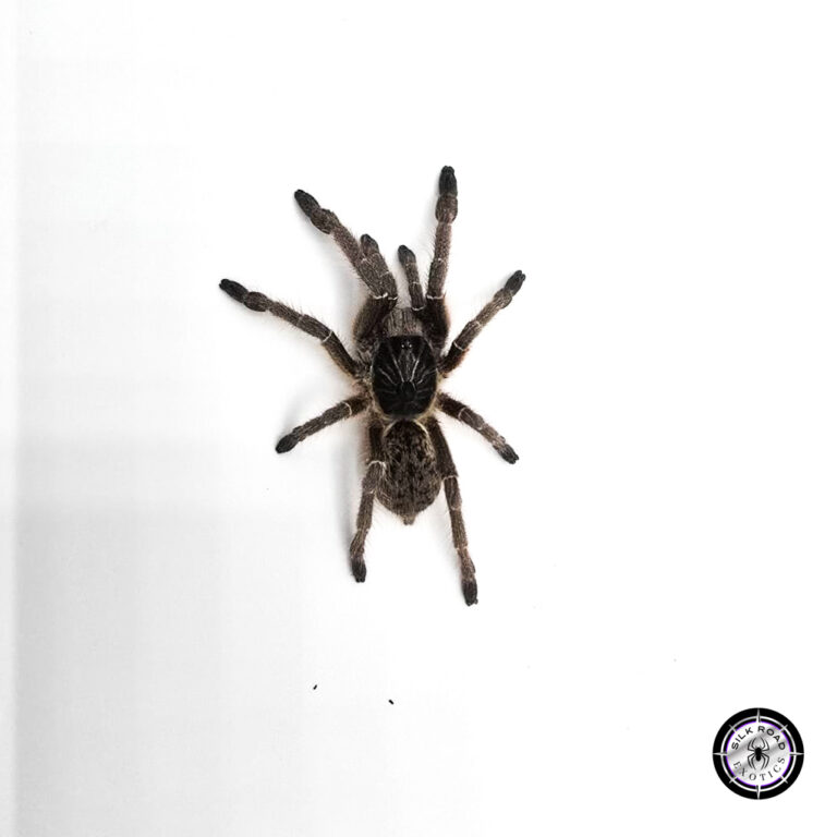 Straight Horned Baboon Tarantula Care Guide: Everything You Need to Know About Ceratogyrus marshalli