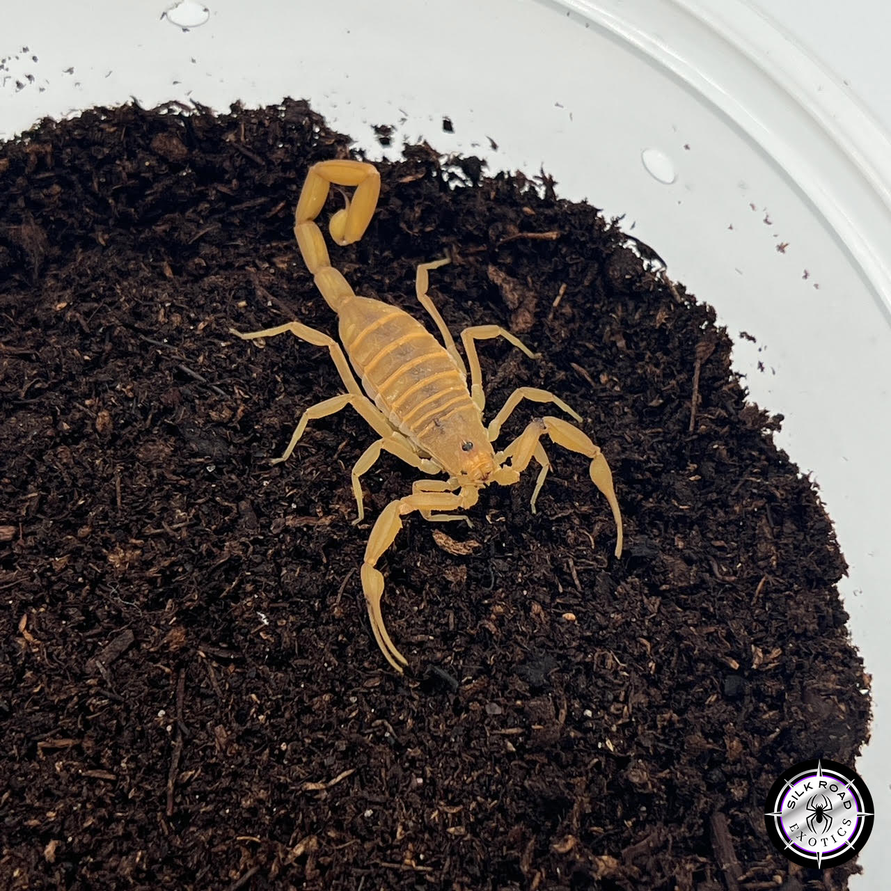 arizona-bark-1.jpg Arizona Bark Scorpion (<i>Centruroides sculpturatus</i>) - juvenile - Image 1