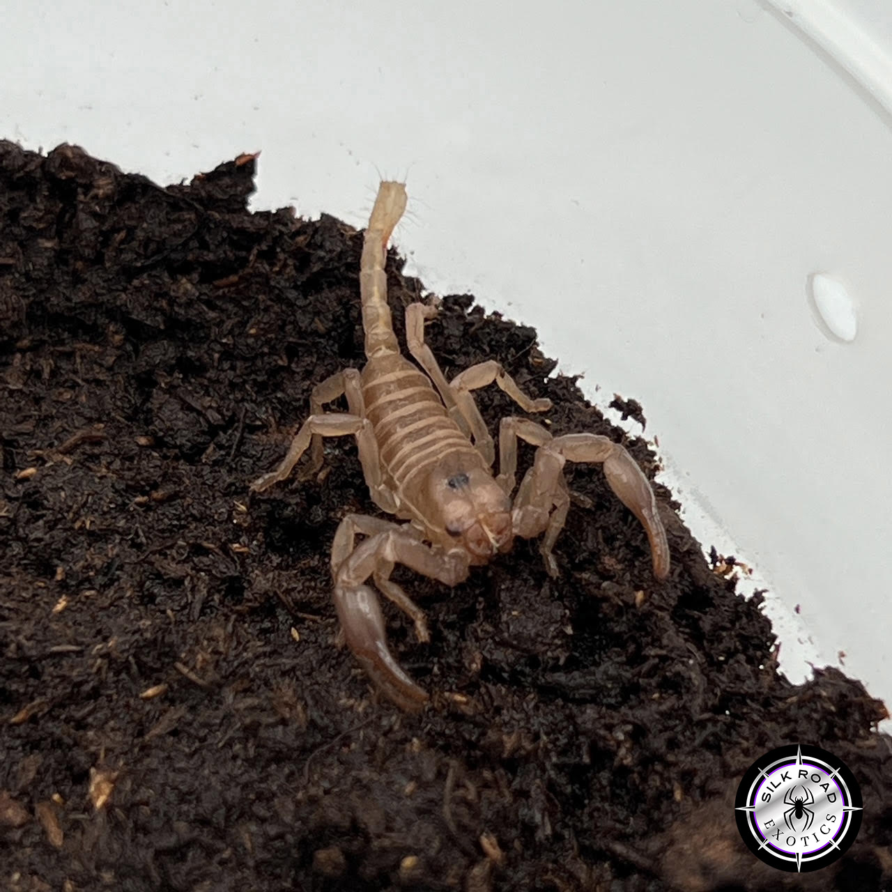 baby-asian-forest-scorpion-1.jpg Asian Forest Scorpion (Heterometrus spinifer) - cb baby - Image 1