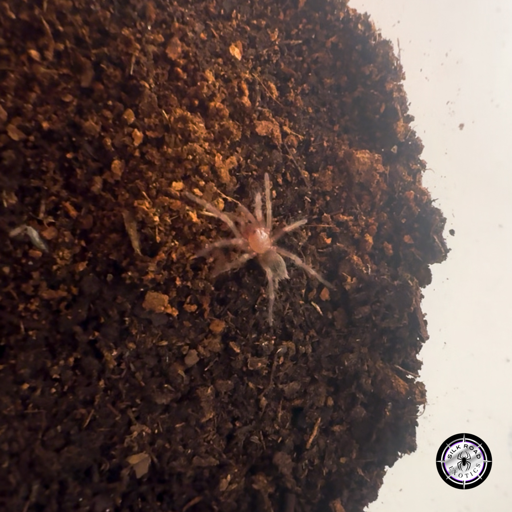 Screenshot Chilean Emerald Beauty Tarantula (Euathlus sp. hermosa) - .25 to .5 inch - Live Arrival - Image 1