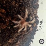 Chilean Orange Blush Tarantula (Grammostola sp) - .5 to .75 inch - Live Arrival - Image 2