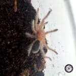 Chilean Orange Blush Tarantula (Grammostola sp) - .5 to .75 inch - Live Arrival
