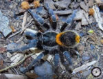 Chilean Yellow Tarantula (Homoeomma orellanai) - .25 inch - Live Arrival