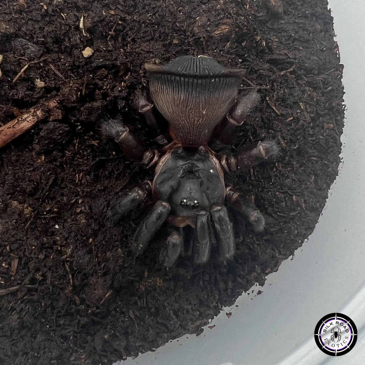 chinese-hourglass-trapdoor-2-1.jpg Chinese Hourglass Trapdoor Spider (Cyclocosmia latusicosta) - juvenile to adult - Image 1