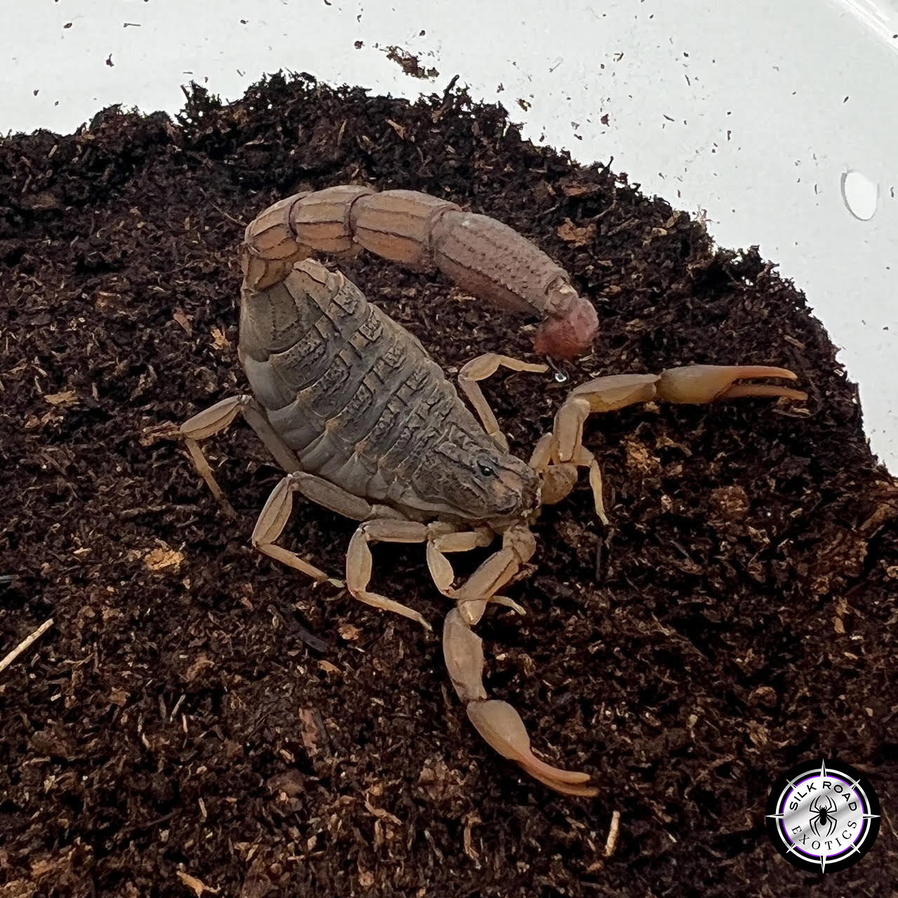 congo-scorpion-1.jpg Congo Scorpion (<i>Hottentotta hottentotta</i>) - Image 1