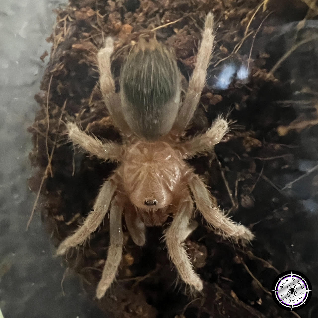 costa-rican-blue-front-1.jpg Costa Rican Blue Front Tarantula (Aphonopelma crinirufum) - 3 to 3.5 inch - Live Arrival - Image 1