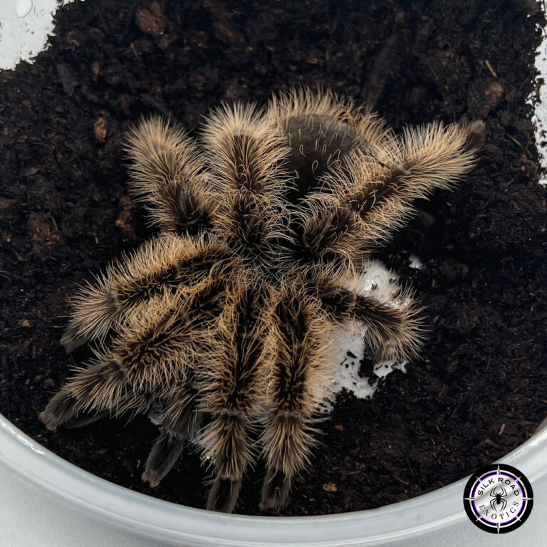 Best Beginner Tarantulas: The Top 5 Species for New Keepers