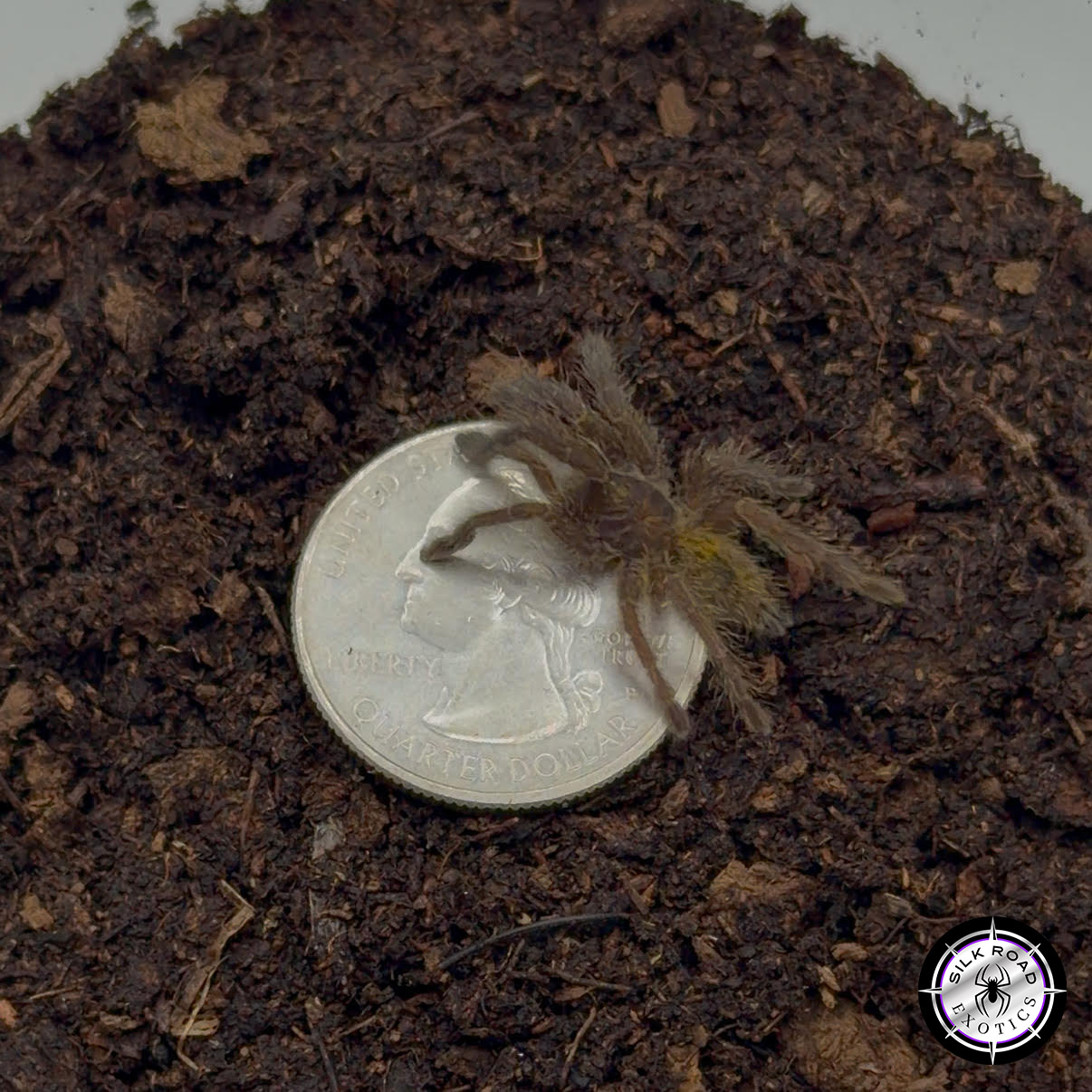 Screenshot Orange Baboon Tarantula 'DARK COLOR FORM' (Pterinochilus murinus ssp Kigoma DCF) - 1 inch - Image 1