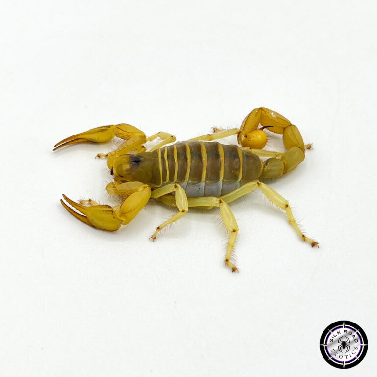 The Ultimate Scorpion Starter Guide: Your First Stingless (Almost!) Companion