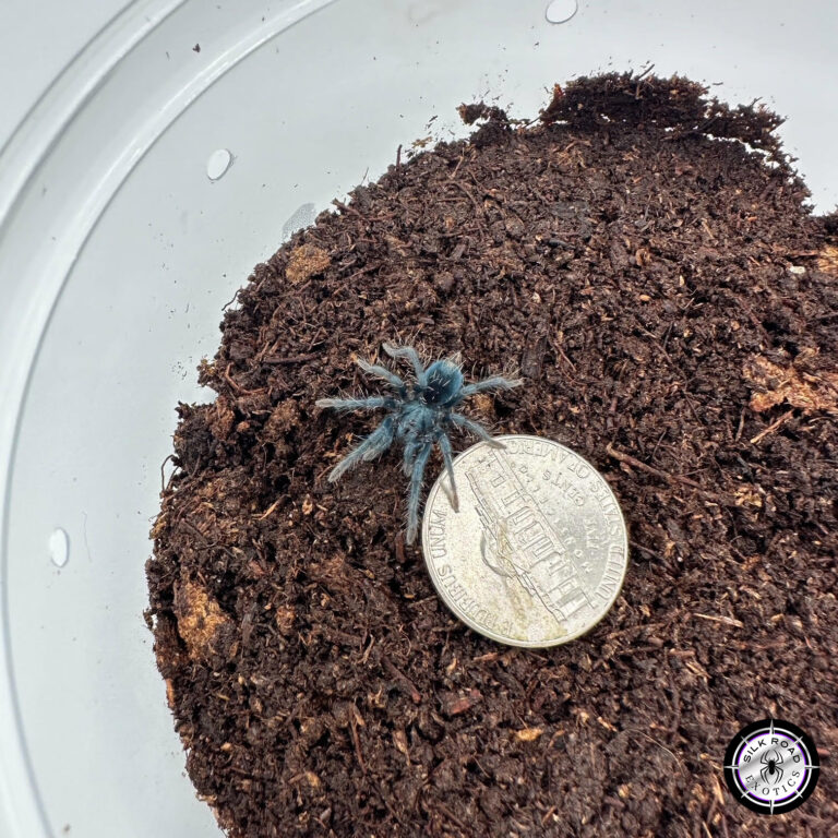Dominican Emerald Care Guide: Everything You Need to Know About Phormictopus sp. “Full Green”