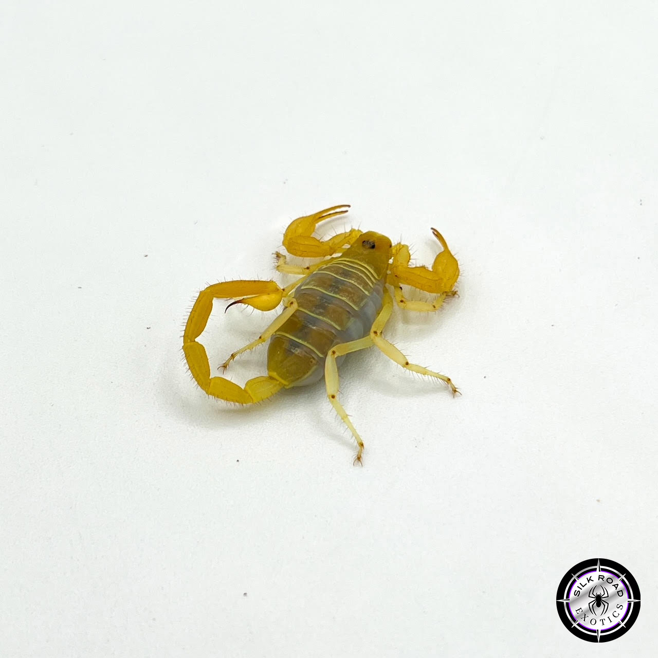 dune-scorpion-1.jpg Dune Scorpion (Smeringurus mesaensis) - juvenile to adult - Image 1