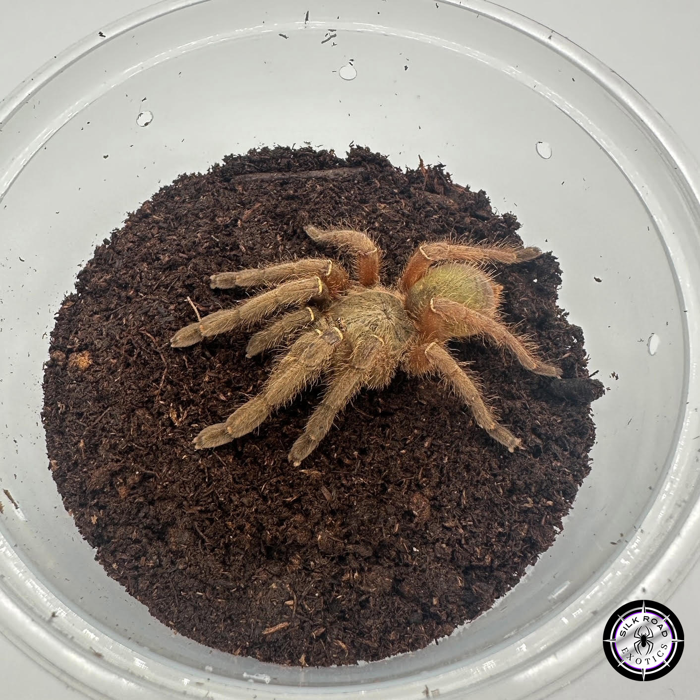 emerald-skeleton-2-1.jpg Emerald Skeleton Tarantula (Ephebopis uatuman) - juvenile to adult - Image 1