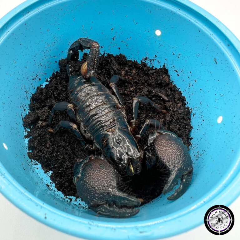 Emperor Scorpion – Care: Everything You Need to Know