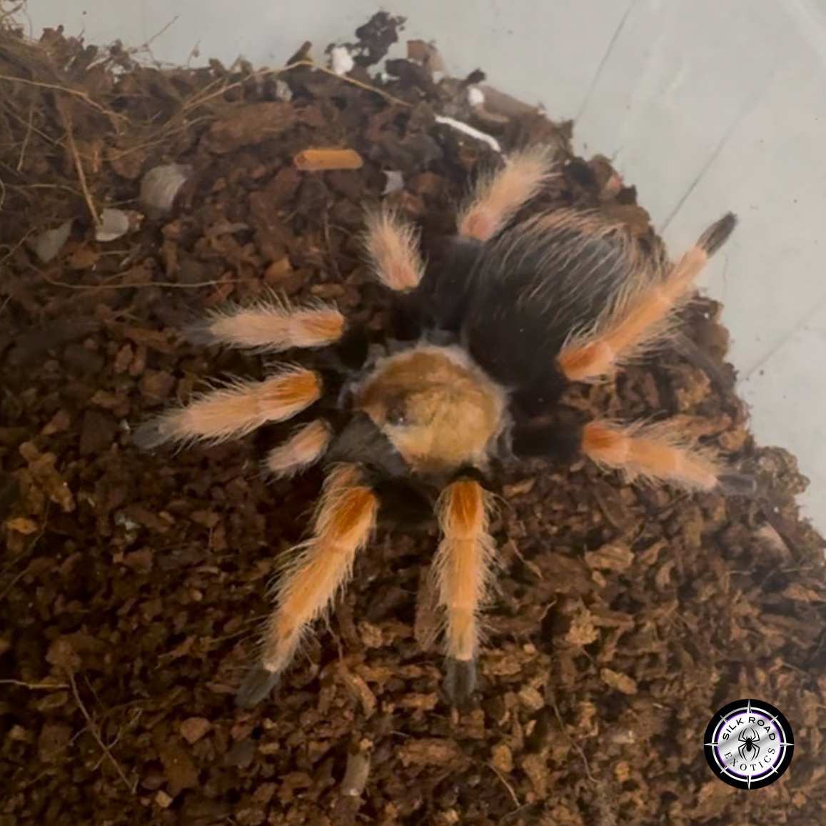 Screenshot Mexican Fireleg Tarantula (Brachypelma boehmei) - 3 to 4 inch - Live Arrival - Image 1