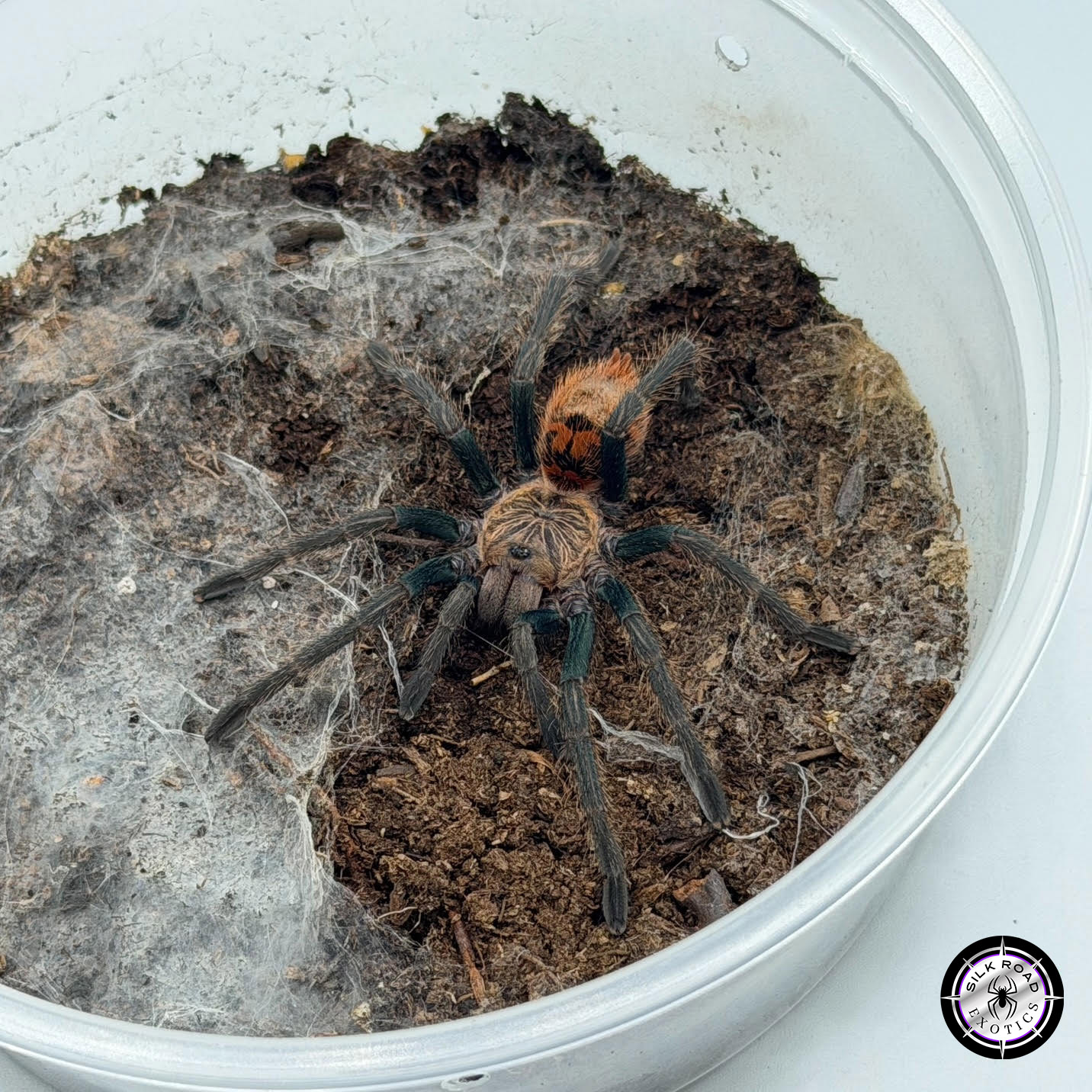 gbb-1.jpg Greenbottle Blue Tarantula (Chromatopelma cyaneopubescens) - 3 to 4 inch female - Image 1