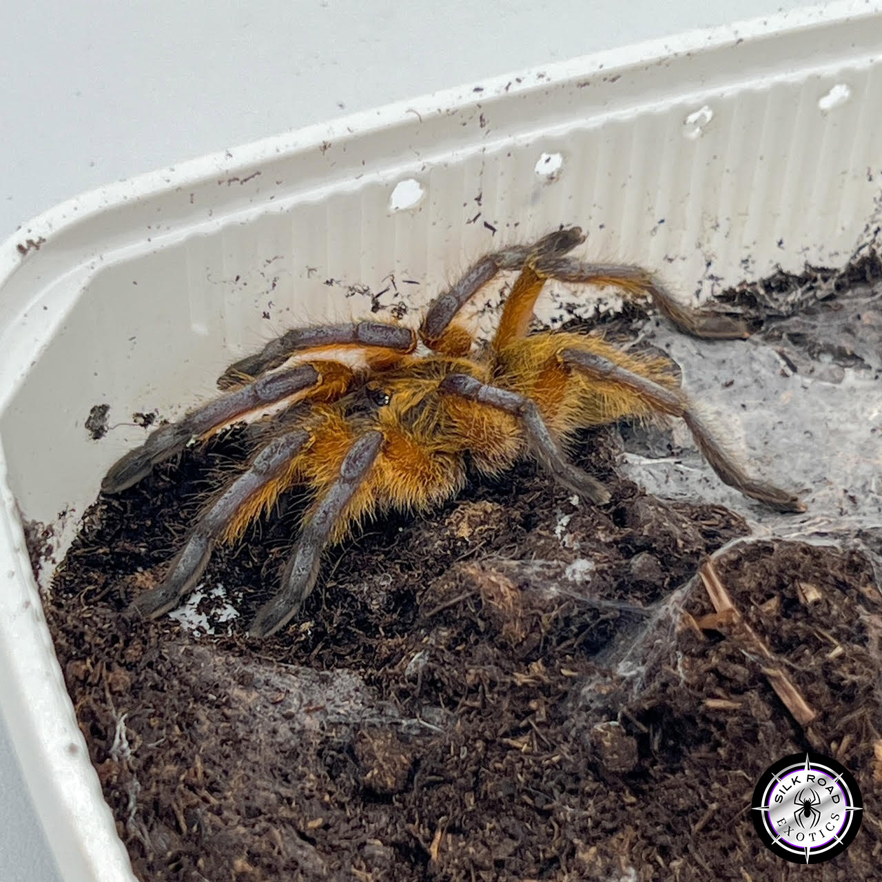 golden-blue-leg-1.jpg Golden Blue Leg Baboon (Harpactira pulchripes) – .75 to 1 inch - Live Arrival - Image 1