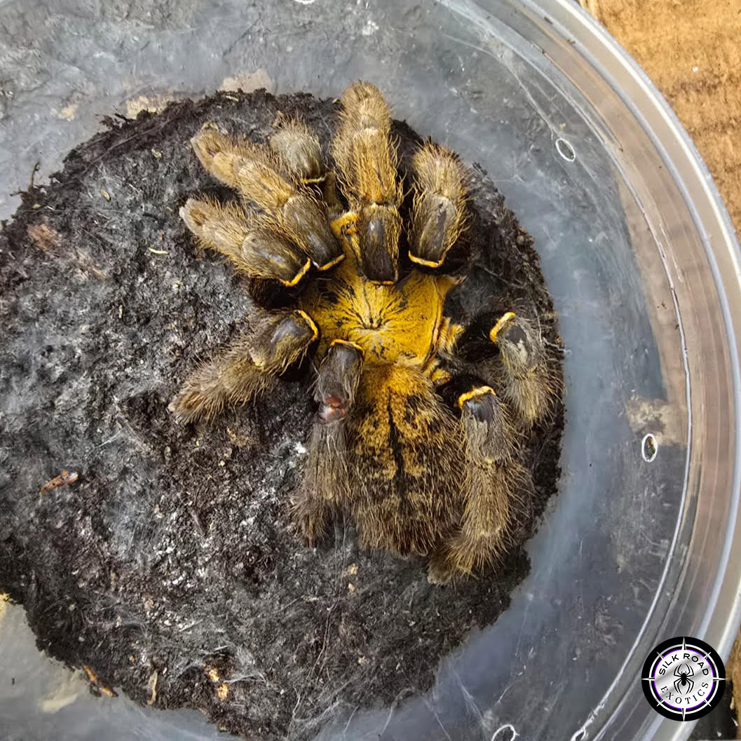 ho-chi-1.jpg Ho Chi Minh Earth Tiger Tarantula (Ornithoctoninae sp. Ho Chi Minh) - juvenile to adult - Image 1