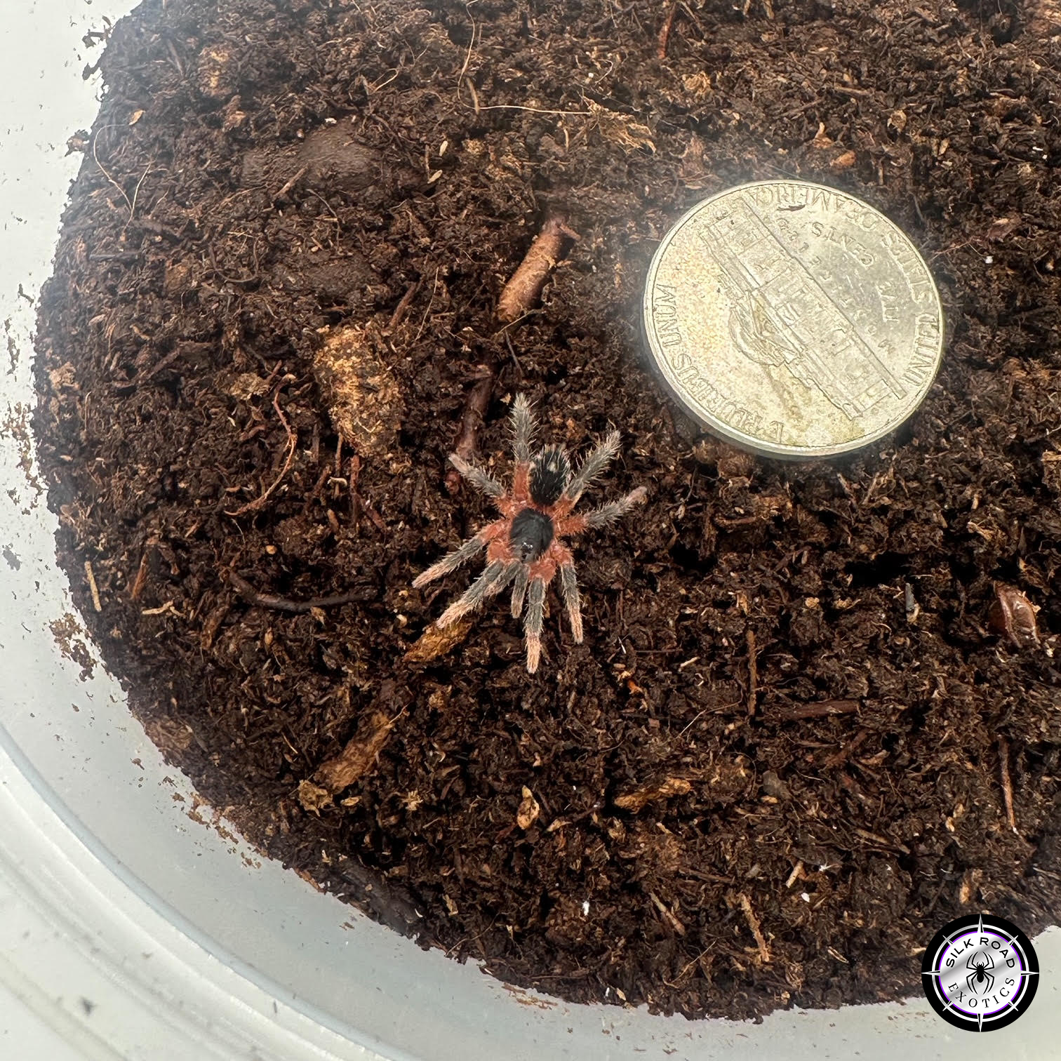 lava-tarantula-2-1.jpg Lava Tarantula (Davus sp. panama) - .5 inch - Image 1