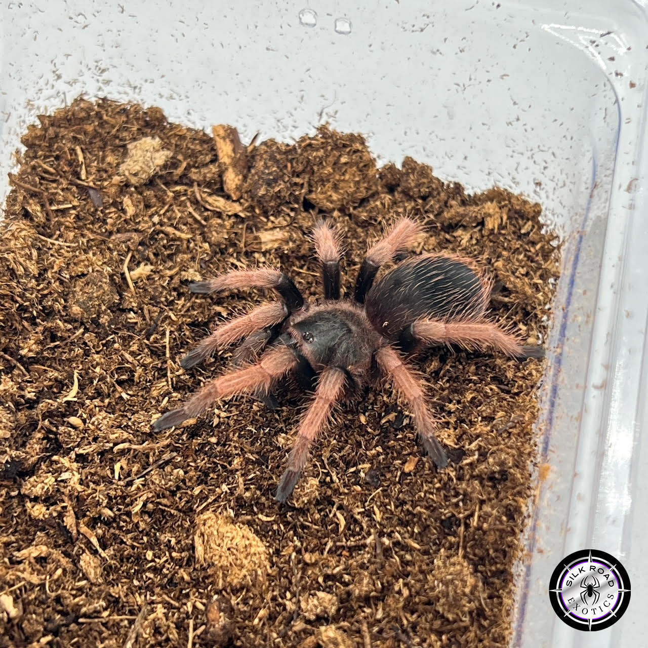 mexican-pink-beauty-1.jpg Mexican Pink Beauty Tarantula (Brachypelma klaasi) - 2 to 2.5 inch - Image 1