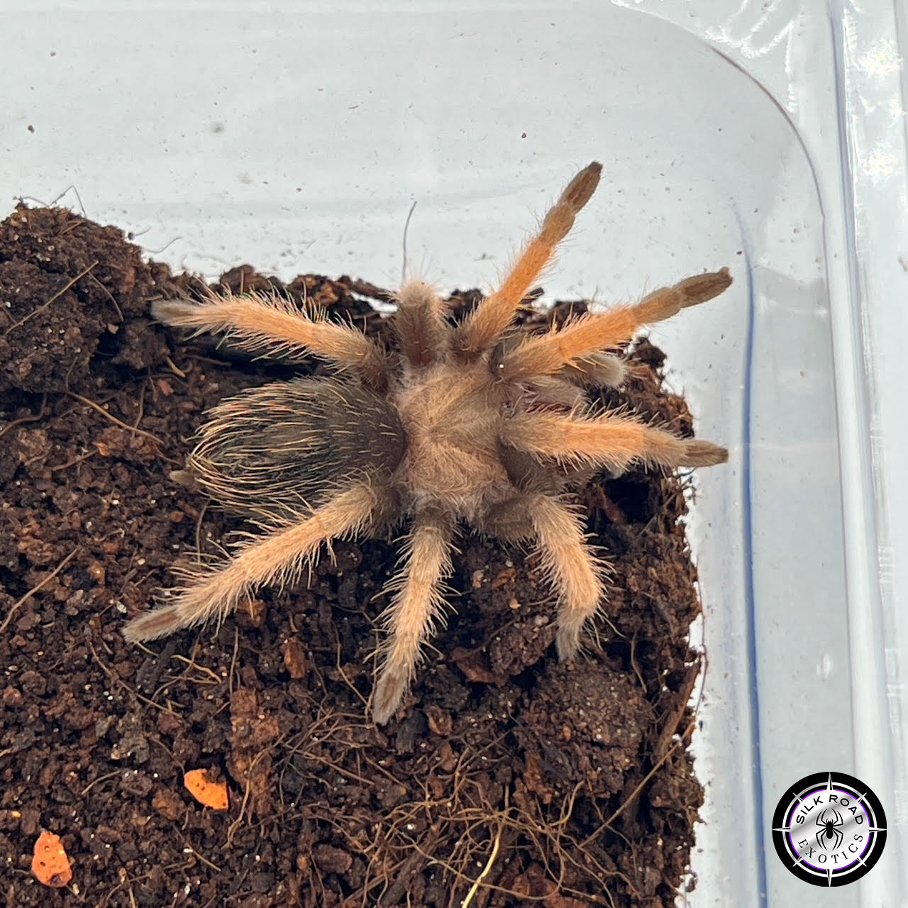 mexican-red-leg-1inch-1.jpg Mexican Red Leg Tarantula (Brachypelma emilia) - 2 to 3 inch - Live Arrival - Image 1