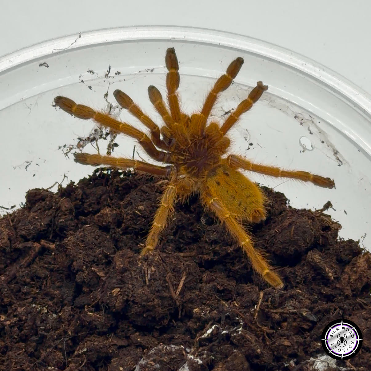 Screenshot Orange Baboon Tarantula 'DARK COLOR FORM' (Pterinochilus murinus sp. Kigoma) - 2 to 2.5 inch - Live Arrival - Image 1