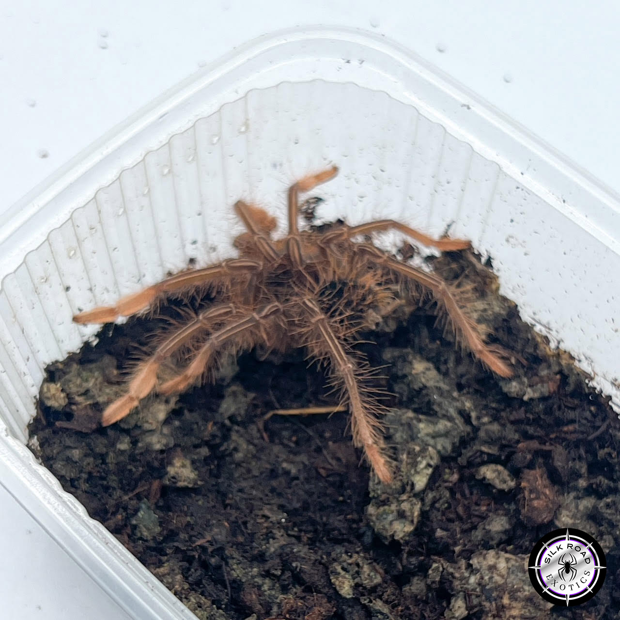 pink-foot-2inch-1.jpg Goliath Pinkfoot Tarantula (Theraphosa apophysis) - cb 2 to 3 inch - Live Arrival - Image 1