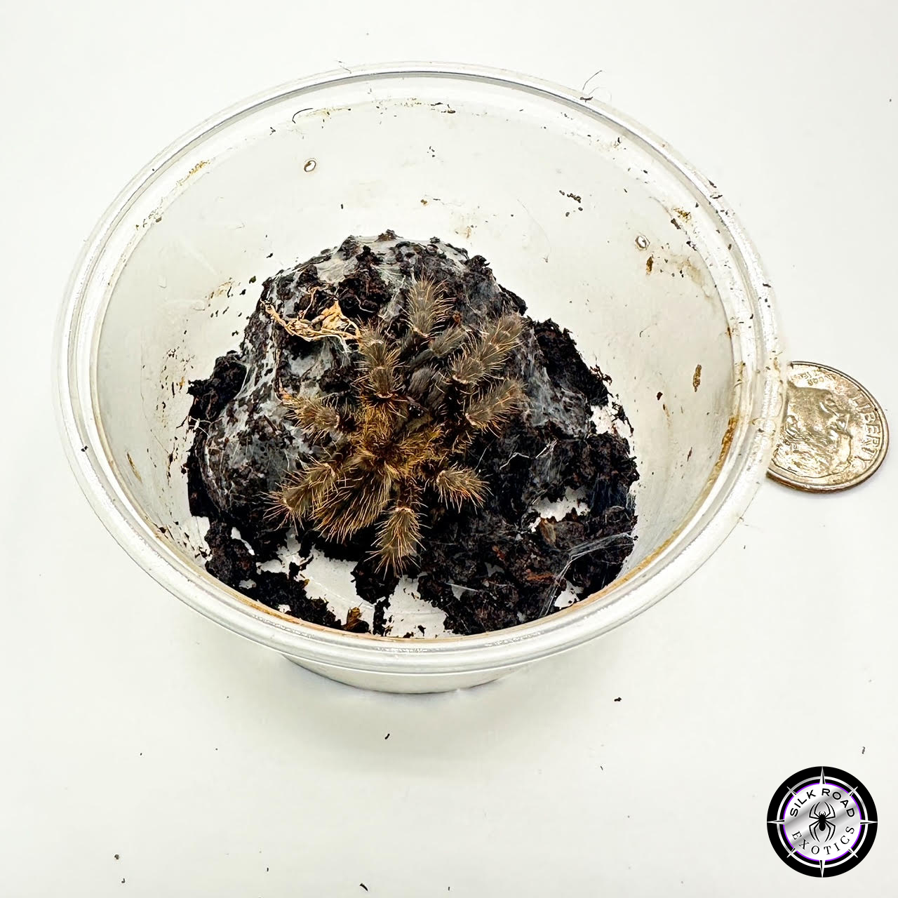 purple-earth-tiger-1inch-1.jpg Purple Earth Tiger Tarantula (Cyriopagopus sp. Hati Hati) - 1 inch - Image 1