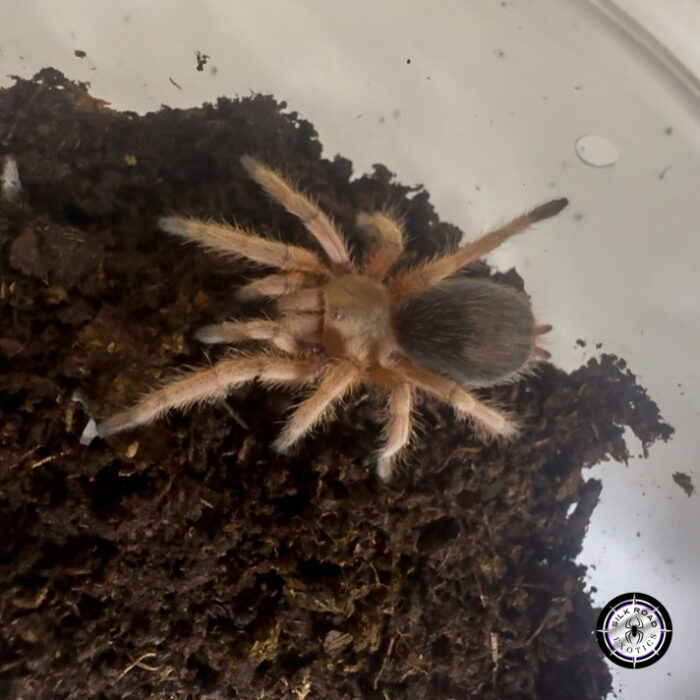 5 of the Rarest Tarantulas You Can Actually Buy Right Now