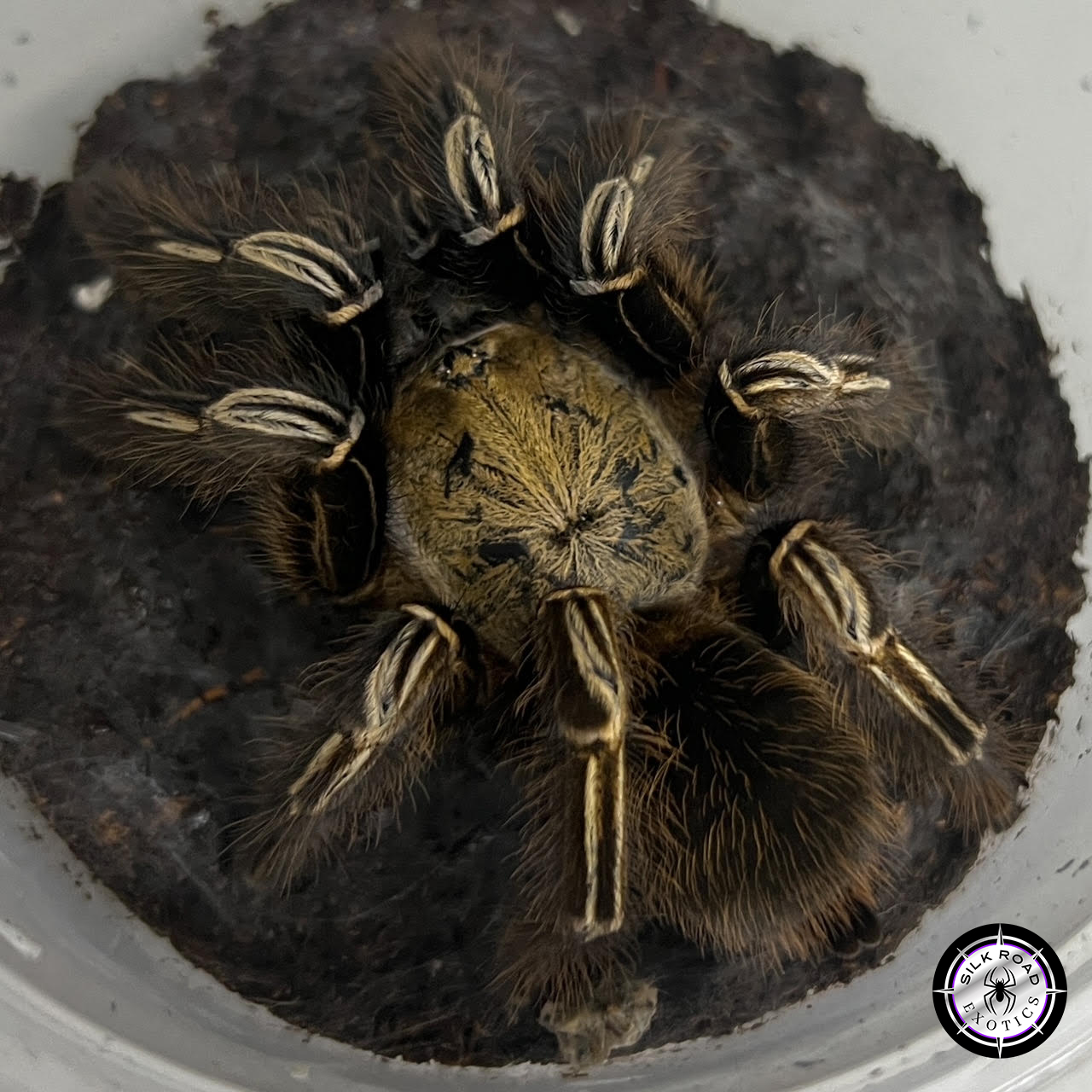 skeleton-leg-1.jpg Skeleton Leg Tarantula (Ephebopus murinus) - juvenile to adult - Image 1