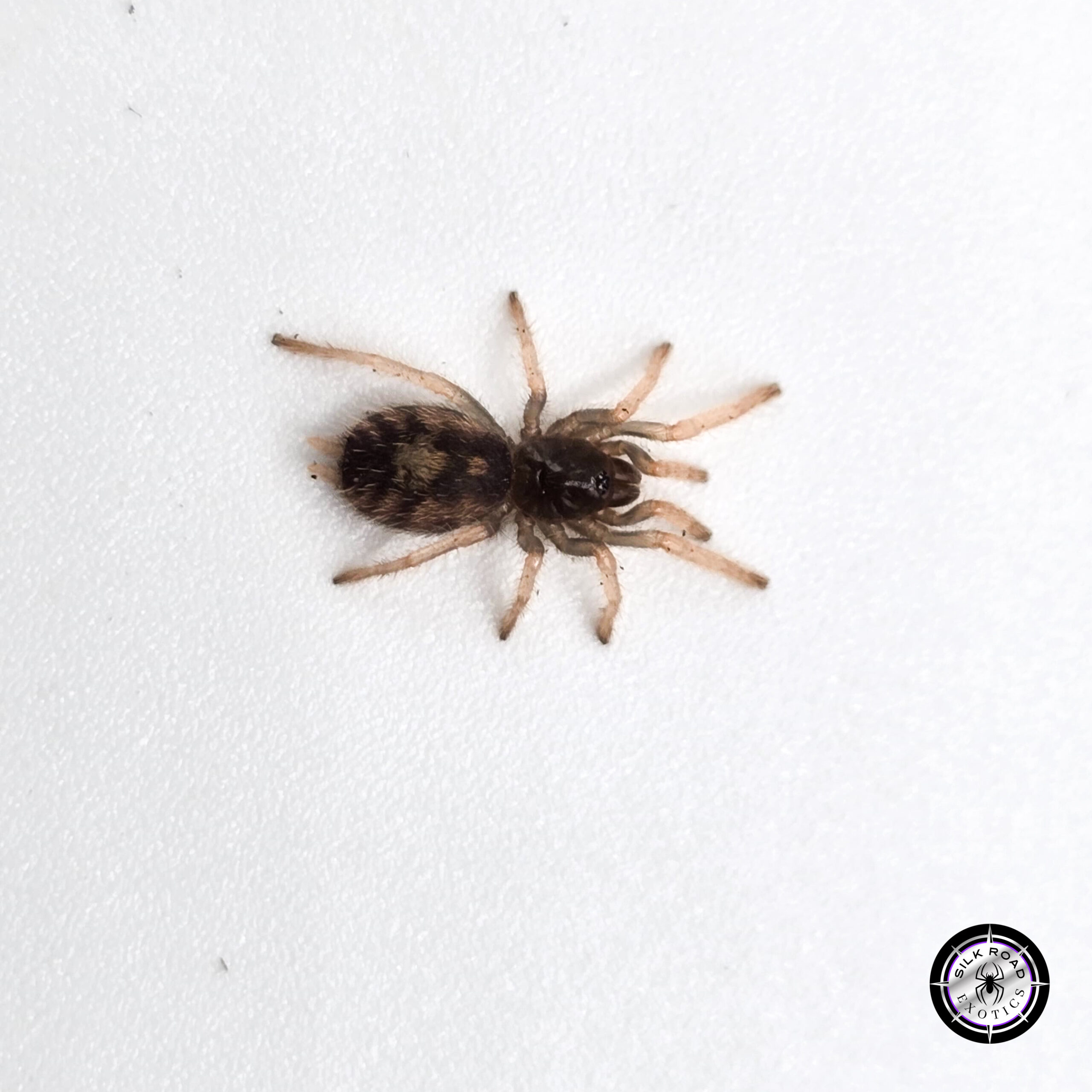 speckle-patch guerilla Speckle Patch Guerilla Tarantula (Hapalopus guerreroi) - .5 inch - Live Arrival - Image 1