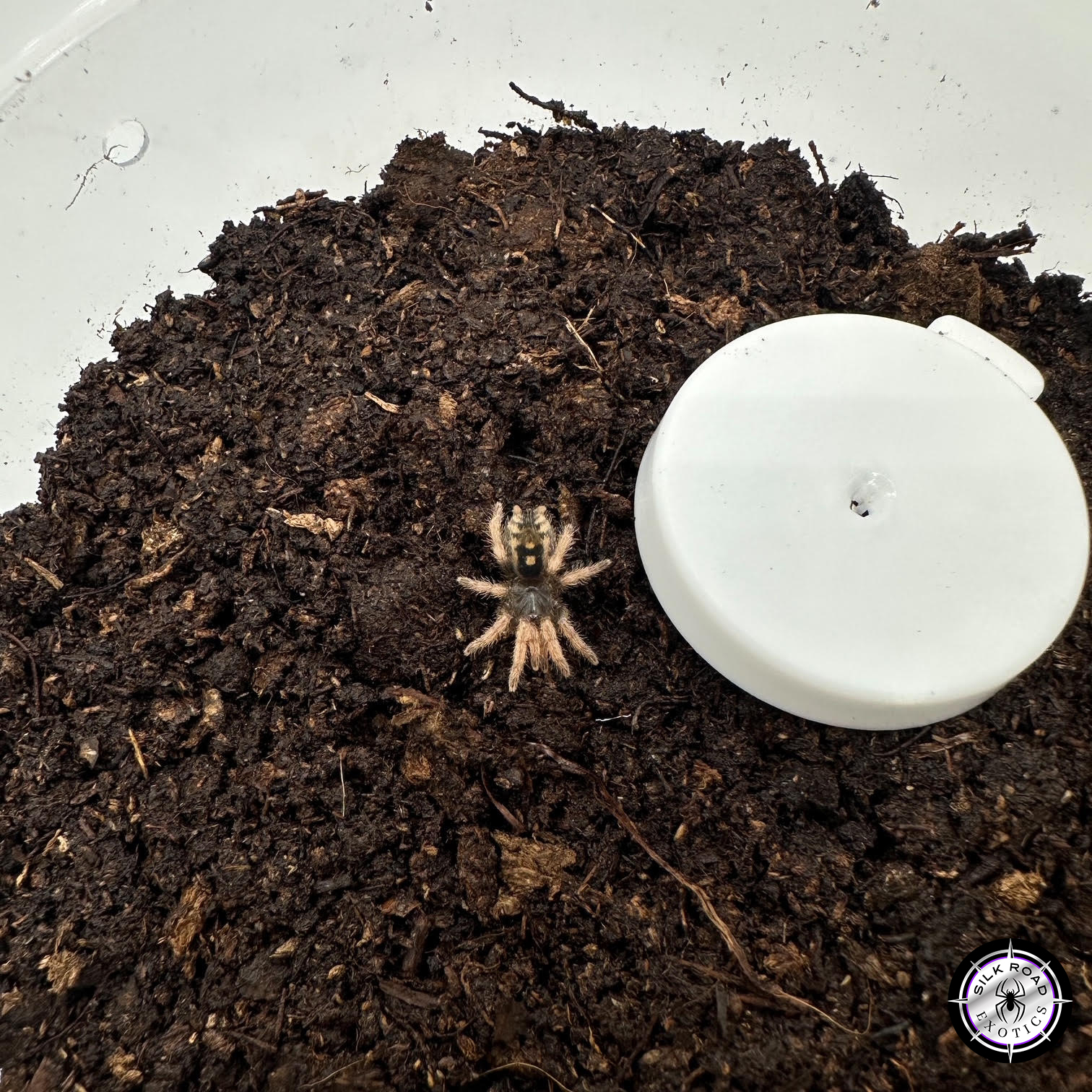 speckled-pumpkin-patch-1.jpg Speckled Pumpkin Patch Tarantula (Hapalopus vangoghi) - .25 to .5 inch - Image 1
