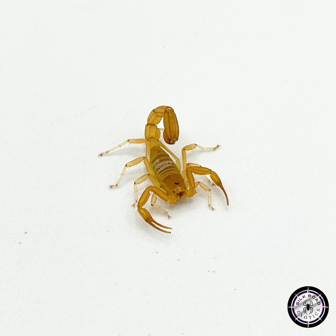 striped-devil-1.jpg Striped Devil Scorpion (<i>Hoffmannius spinigerus</i>) - juvenile to adult - Image 1