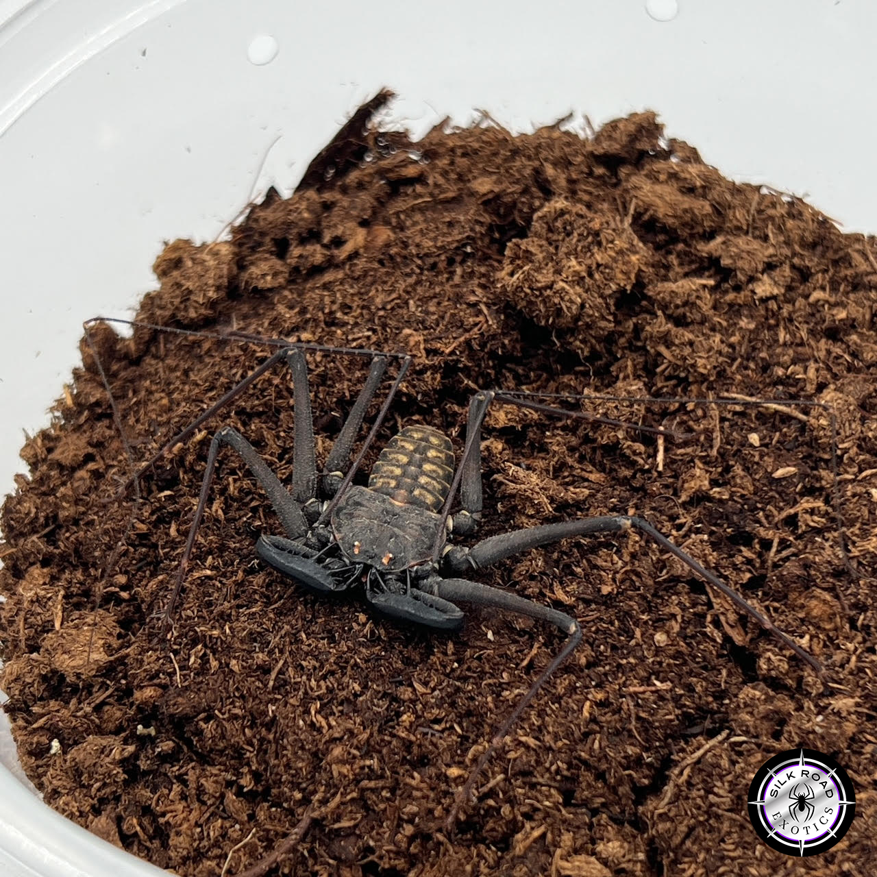 tailless-whip-1.jpg Tailless Whip Scorpion (Phrynus mexicanus) - juvenile to adult - Image 1