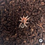 Chilean Blue Tiger Tarantula (Euathlus sp. Tigre Azul) - .25 to .5 inch - Live Arrival - Image 2