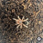 Chilean Blue Tiger Tarantula (Euathlus sp. Tigre Azul) - .25 to .5 inch - Live Arrival