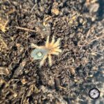 Chilean Emerald Tiger Tarantula (Euathlus sp. Tigre Esmeralda) - .25 to .5 inch - Live Arrival