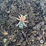 Chilean Emerald Tiger Tarantula (Euathlus sp. Tigre Esmeralda) - .25 to .5 inch - Live Arrival - Image 2