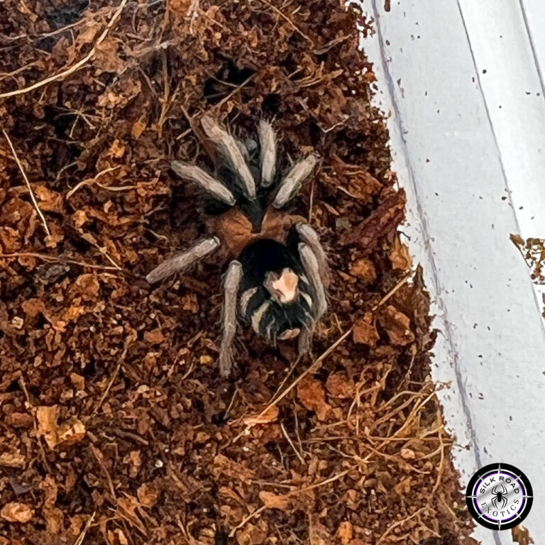 How to Set Up a Tarantula Enclosure: Everything You Need to Know