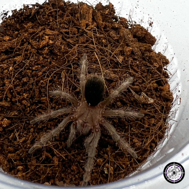 Uruguayan Black Tarantula Care Guide: Everything You Need to Know About Grammostola quirogai