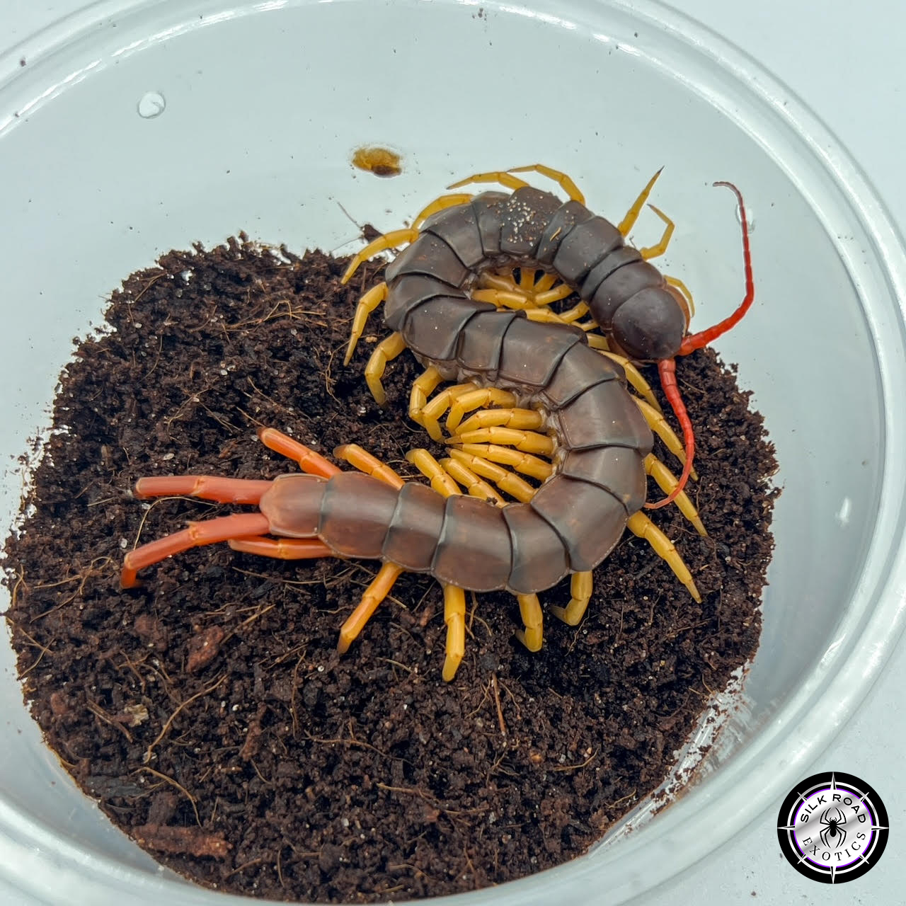 vietnam-centipede-1.jpg Vietnamese Centipede (Scolopendra subspinipes) - adult - Live Arrival - Image 1