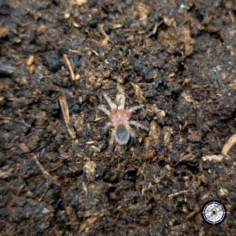 Chilean Fire Tarantula Care: Everything You Need to Know