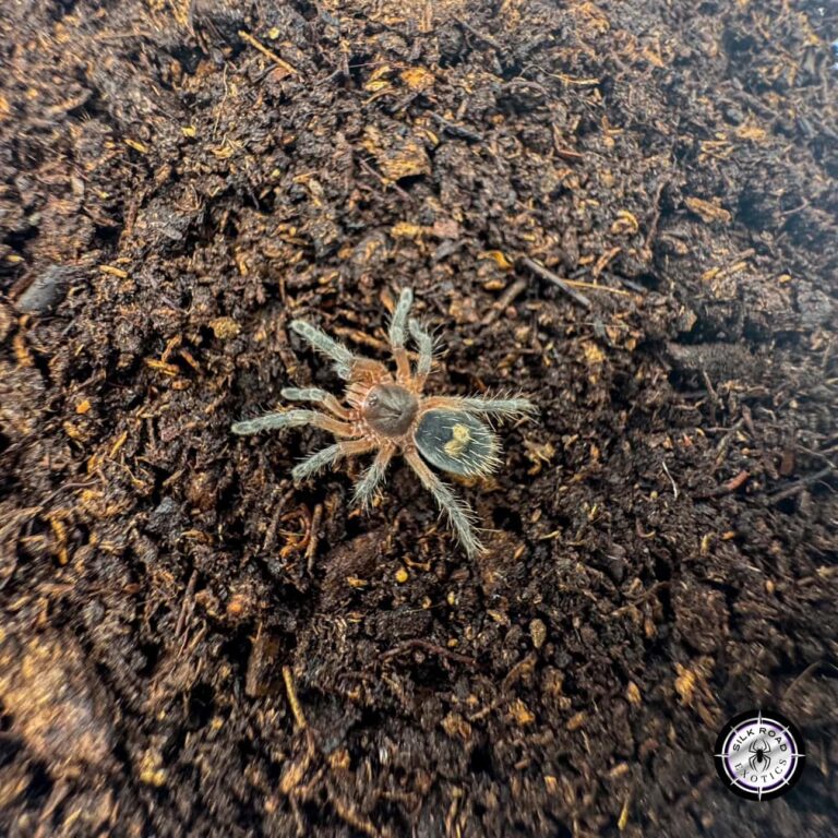 Euathlus Manicata ‘Black’ Tarantula Care: Everything You Need to Know
